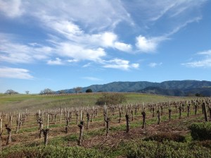 Gainey Vineyard, Santa Ynez